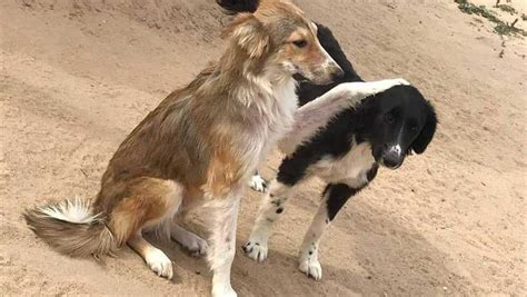 If you're looking to adopt a dog in kansas, here is the most comprehensive list of organizations that may have below are all of the organizations in kansas from which you can adopt a dog. Unleashed Pet Rescue transporting 26 dogs from Egypt for ...