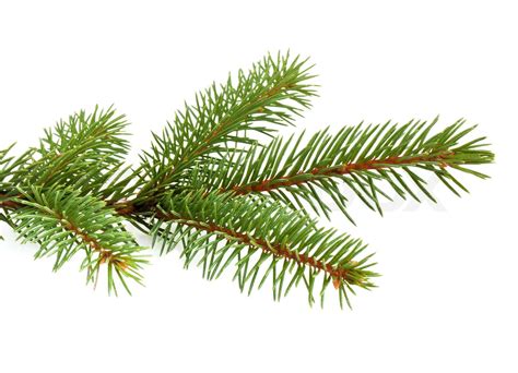 Pine Tree Branch Isolated On White Backgrond Stock Image Colourbox