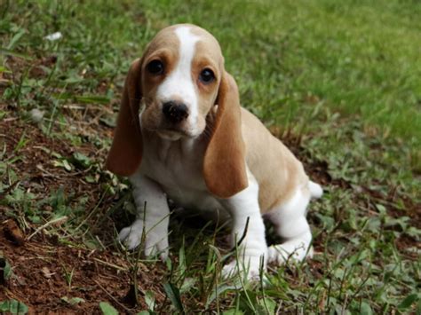 See more ideas about basset hound, basset, hound puppies. Miniature Basset Hound Puppies For Sale - petfinder