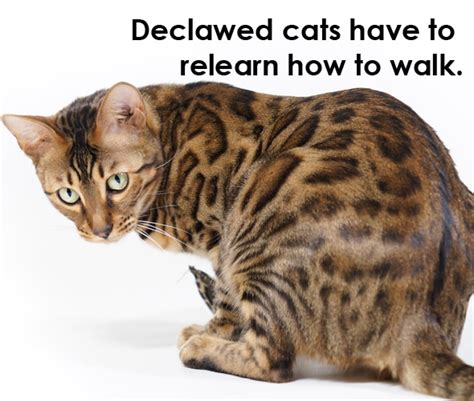 Declawing Cats How To When Pros And Cons Alternatives Cost Dogs