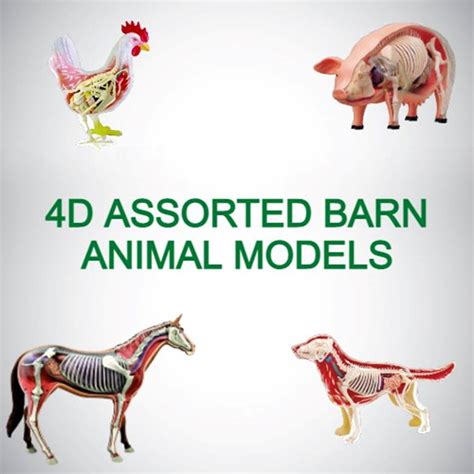 Animal Model Add On Anatomic Models Equine Canine Vet Tech Ag