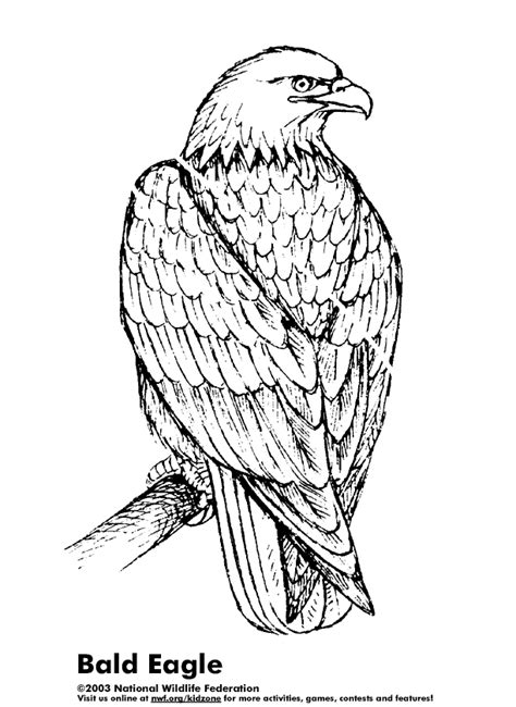 coloring activity pages bald eagle coloring page