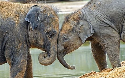 Elefante Elefantes Naturaleza Vida Silvestre Fondo De Pantalla Hd