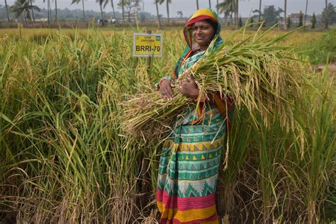 Increasing Productivity Of Rice Based Cropping Systems And Farmers