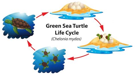 Premium Vector Green Sea Turtle Life Cycle