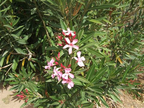 Oleanders (nerium oleander) are distinctive and beautiful, large, flowering shrubs that thrive with little care. Nerium oleander
