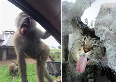 20 Animals Licking Glass That Have No Idea How Silly They Look Bored