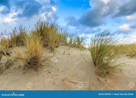 Dunelandscape Stock Photo Image Of Grasses Coast Ridges 84109592