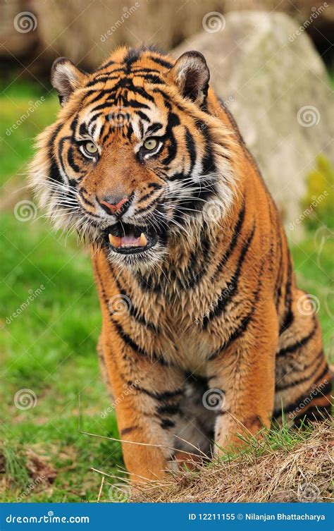 Growling Tiger Stock Image Image Of Feline Angry Africa 12211155