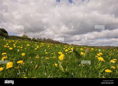 Field Of Dandelions In Llangollen Wales Stock Photo Alamy