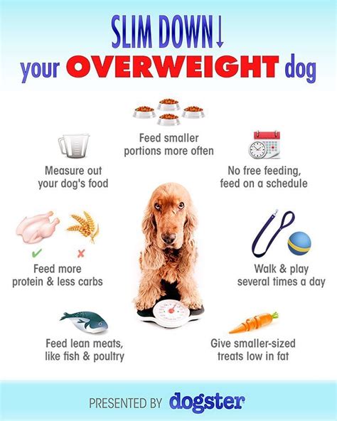 Slim Down Your Overweight Dog In 2020 Overweight Dog How To Slim