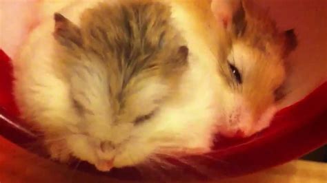 2 Male Dwarf Hamsters Sleeping Together Youtube