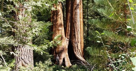 Giant Sequoias Protected Save The Redwoods League