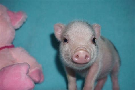 Welcome To Petunias Piglets Mini Pet Pigs The Piglets Have Arrived