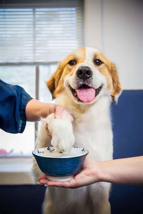 See more ideas about pet grooming, dog washing station, dog rooms. Dog Grooming & Cat Grooming in Morristown, NJ