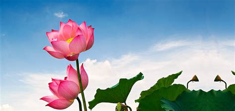 Get free seeds with every order. LOTUS FLOWERS
