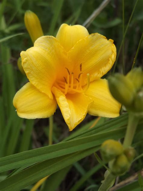 Early Summer Flowers 2015 Floral Photography By Cassie Kinney