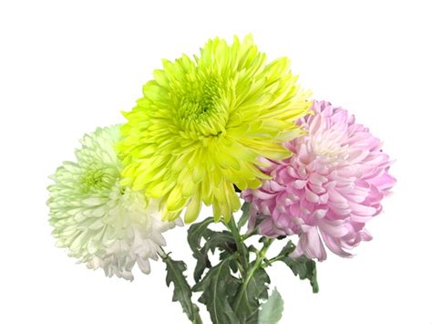 Chrys Disbud Magnum Asst Color Mix Disbudsmums Chrysanthemum