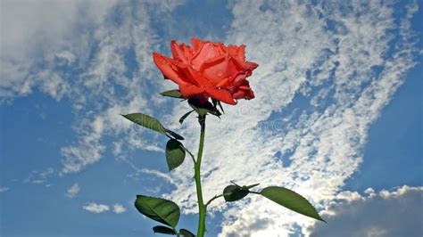 A Red Rose In The Clouds In A Cerulean Sky Stock Photo Image Of