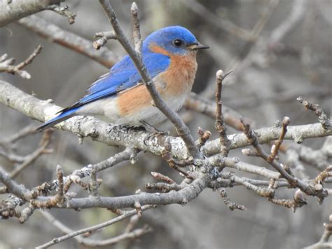 Eastern Bluebird - Big Year Birding