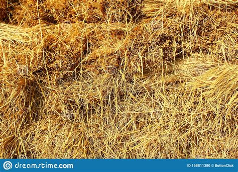 Hay Rural Harvest Dried Golden Straws Nature Background Stock Photo