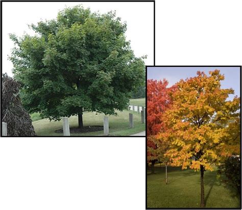 Emerald Lustre Norway Maple Hinsdale Nurseries Welcome To Hinsdale