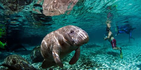 6 Best Places To See And Swim With Wild Manatees In Florida Narcity