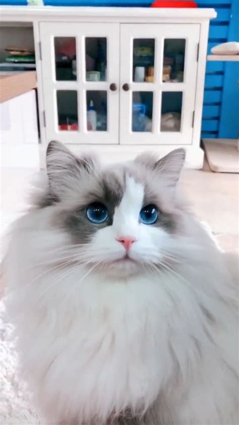 However judging by my two short haired cats, they still seem to shed heaps. Do Ragdoll Cats Shed? Video | Cat shedding, Gorgeous cats