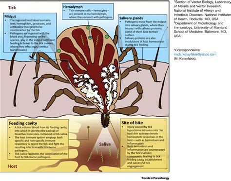 Tick Anatomy A Basic In Depth Look