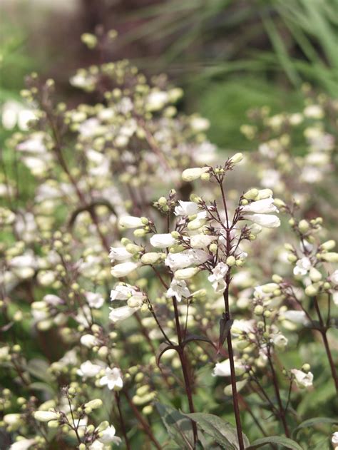 Our lawn care services are dependable and effective. Penstemon digitalis | 'Husker Red' | Merles Garden Center