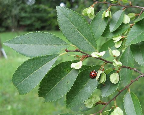 Filern Ulmus Parvifolia Leaves And Seeds Wikipedia