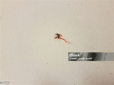 Smashed Mosquito With Red Blood On White Wall Stock Photo Download