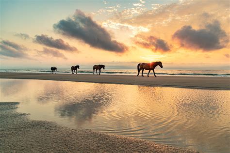 Wild Horses Of The Outer Banks — Mark Buckler Photography