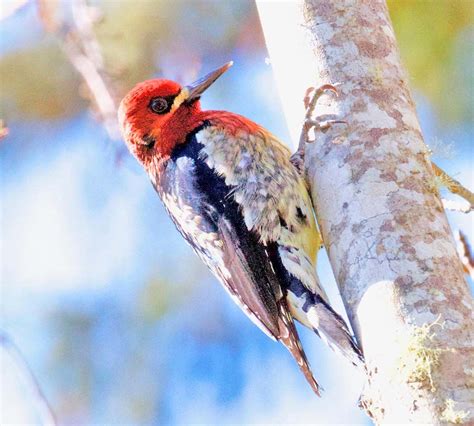 Birding Woodpeckers A Major Attraction For Birders In The Pacific