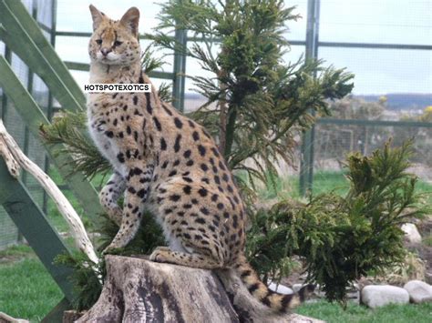 How much does a bengal cat cost? Asian Leopard Cat for Sale - Bing