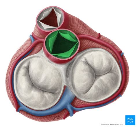 Art Ria Aorta E Suas Ramifica Es Anatomia E Trajeto Kenhub