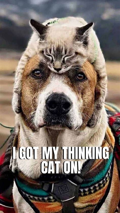 Dog Wallpaper Smartphone Dog With A Cat On His Head Dog Memes