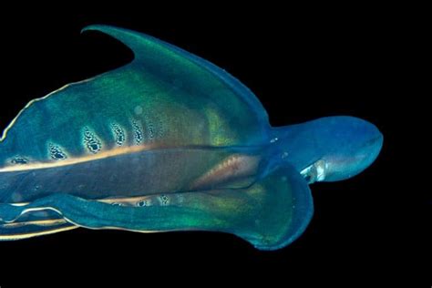 Blanket Octopus Octonation The Largest Octopus Fan Club