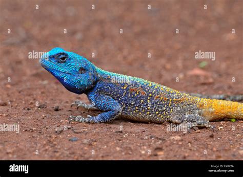Colourful Blue Headed Agama Lizard Sitting On The Ground Kruger Park