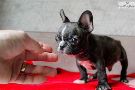 The french bulldog is adaptable. Mr Dingus : French Bulldog puppy for sale near Akron ...