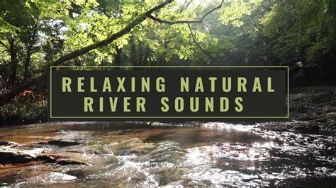 1 Hour Relaxing Natural River Sounds In Forest Relaxing Forest 🌳