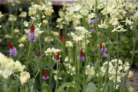 Chelsea Flower Show 2017 Top 5 Plant Combinations The