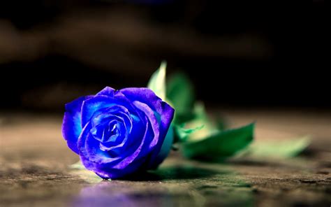 Free Download Blue Rose Wallpapers Hd Download 1600x1200 For Your