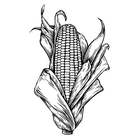 Corn Drawing Ink Drawing Drawing Sketches Drawings Sketching Plant