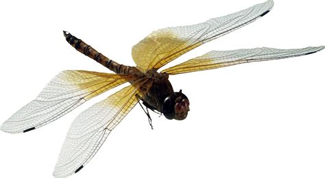 Dragonfly Png Transparent Image Download Size 2649x1454px