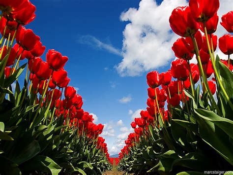 Garden Of Beautiful Red Tulips Garden Flowers Tulips Red Tulips Hd