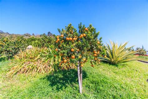 Orange Tree With Ripe Oranges — Stock Photo © Deerphoto 136710556