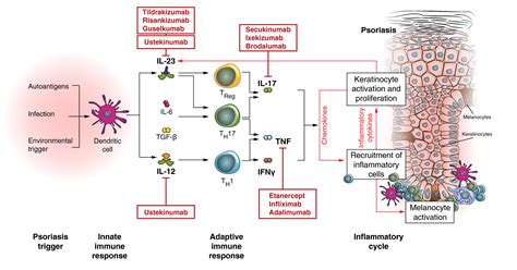 The Role Of Il‐23 And The Il‐23th17 Immune Axis In The Pathogenesis