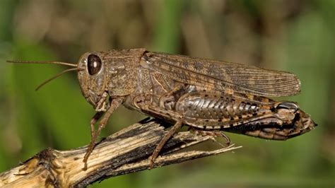 Southern Provinces Ready To Battle Desert Locusts Financial Tribune