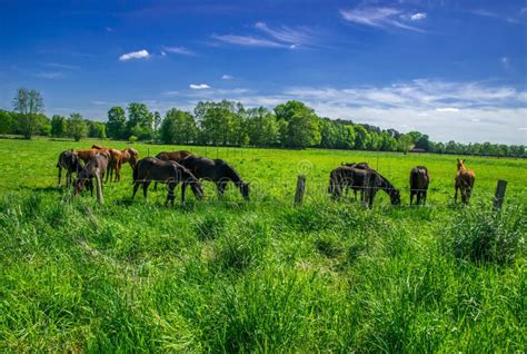 Horses Grazing In Green Pasture Stock Photo Image Of Nature Forest